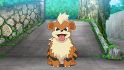 Growlithe Pokemon Bulbapedia The Community Driven Pokemon Encyclopedia