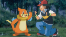 Ash's Buizel - Bulbapedia, the community-driven Pokémon encyclopedia